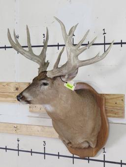 Very Nice Whitetail Sh Mt w/XL Rack 20pt & 33"Spread TAXIDERMY