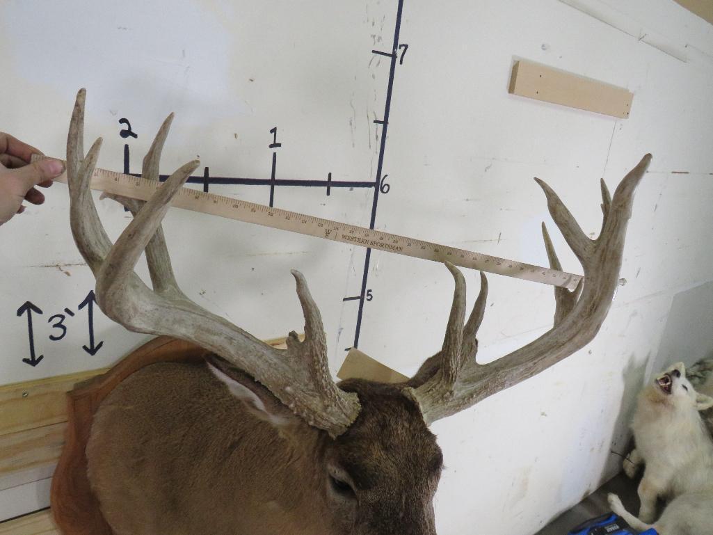 Very Nice Whitetail Sh Mt w/XL Rack 20pt & 33"Spread TAXIDERMY