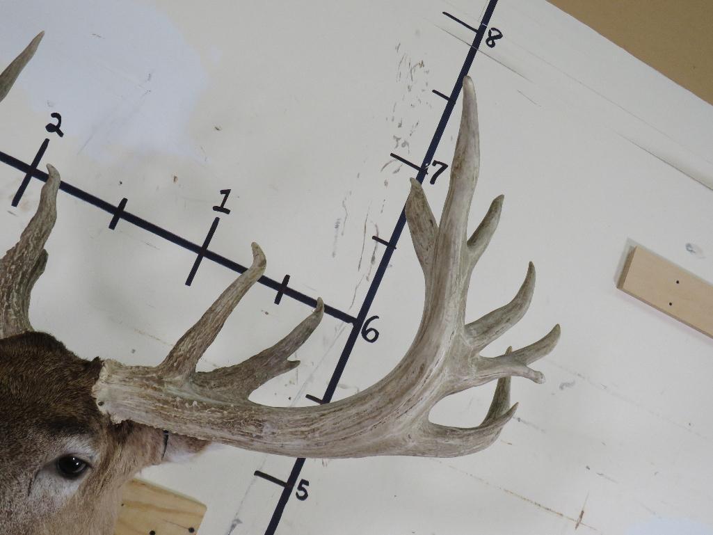 Very Nice Whitetail Sh Mt w/XL Rack 20pt & 33"Spread TAXIDERMY