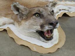 Nice Felted Mountain Lion Rug w/Mounted Head TAXIDERMY