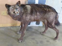 Beautiful Lifesize Wolf on Bolts *No Base* TAXIDERMY