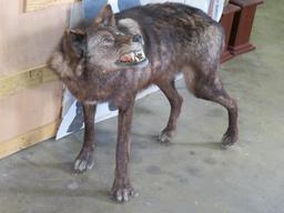 Beautiful Lifesize Wolf on Bolts *No Base* TAXIDERMY