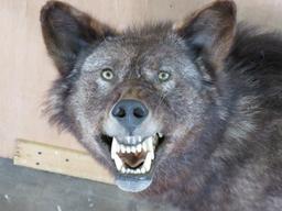 Beautiful Lifesize Wolf on Bolts *No Base* TAXIDERMY