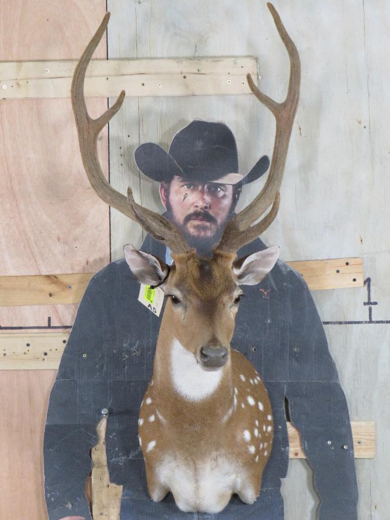 Beautiful Axis Sh Mt w/Antlers in Velvet TAXIDERMY