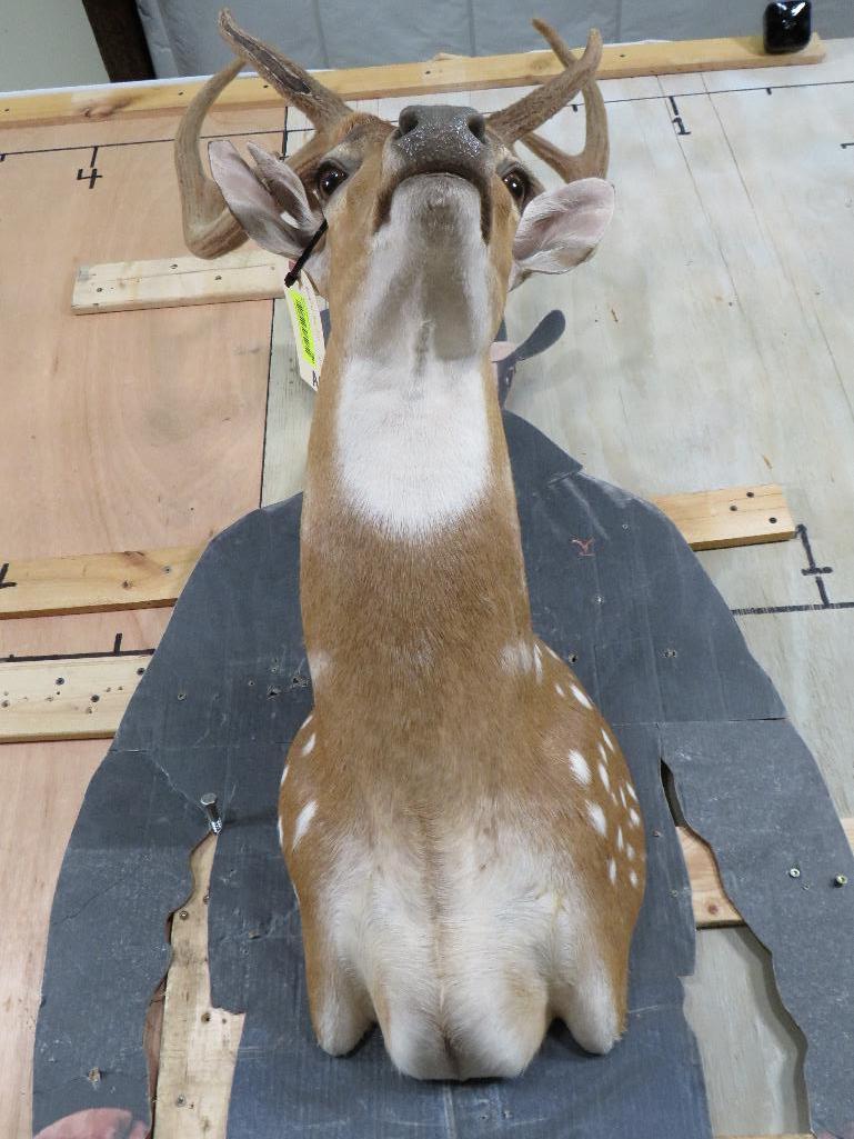 Beautiful Axis Sh Mt w/Antlers in Velvet TAXIDERMY