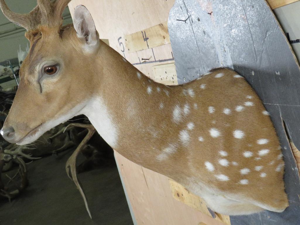 Beautiful Axis Sh Mt w/Antlers in Velvet TAXIDERMY