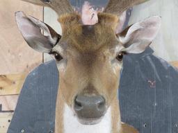 Beautiful Axis Sh Mt w/Antlers in Velvet TAXIDERMY