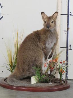 Lifesize Wallaby on Base TAXIDERMY