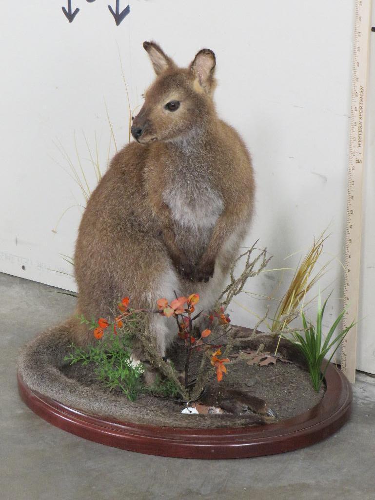 Lifesize Wallaby on Base TAXIDERMY