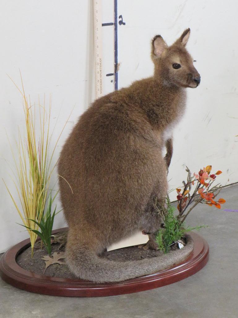 Lifesize Wallaby on Base TAXIDERMY