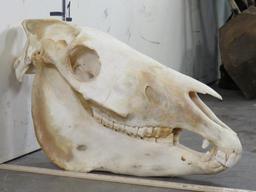 Complete Zebra Skull w/All Teeth TAXIDERMY