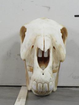 Complete Zebra Skull w/All Teeth TAXIDERMY