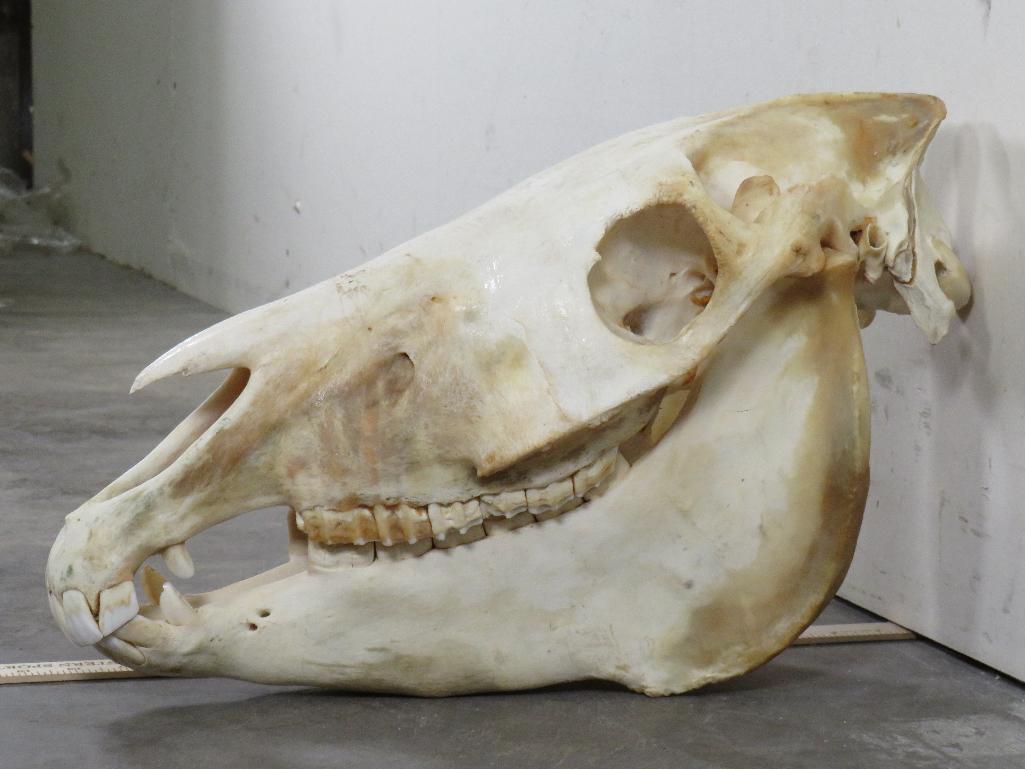 Complete Zebra Skull w/All Teeth TAXIDERMY