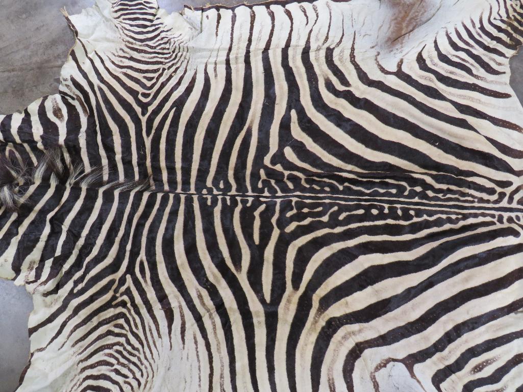 Big Zebra Hide TAXIDERMY