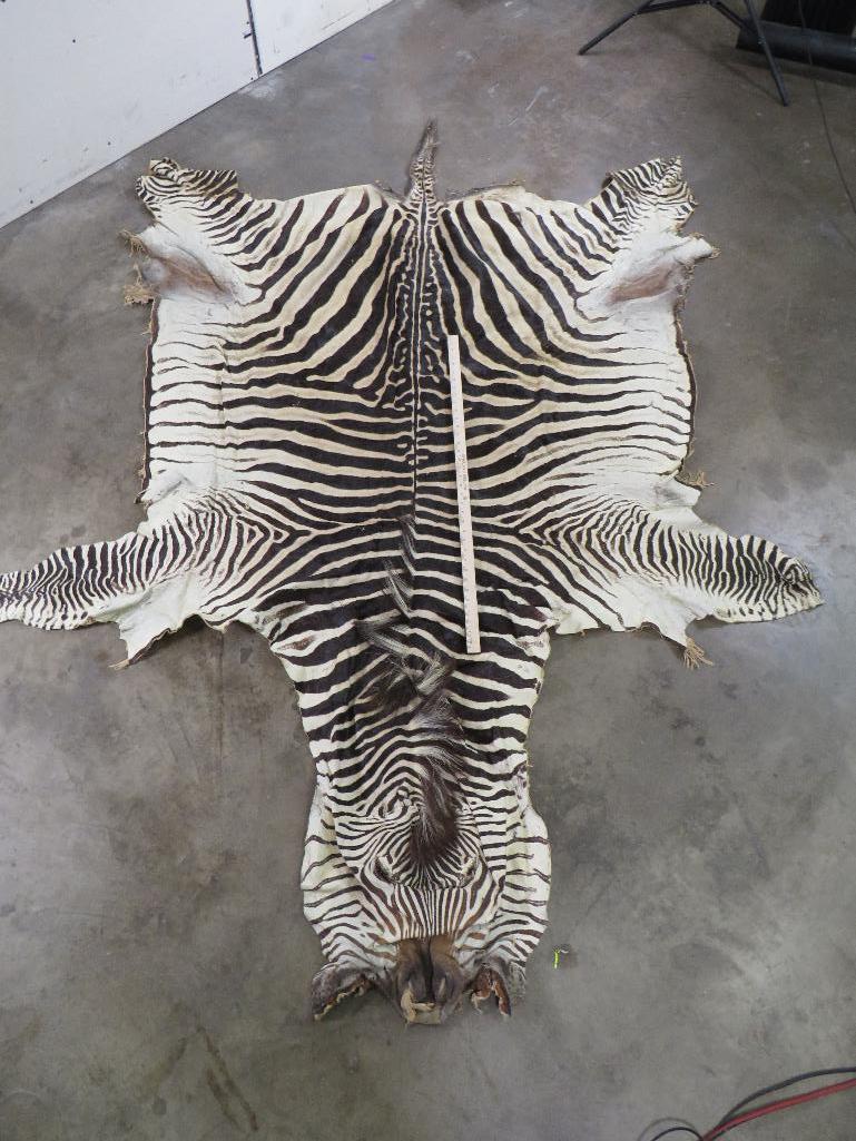 Big Zebra Hide TAXIDERMY