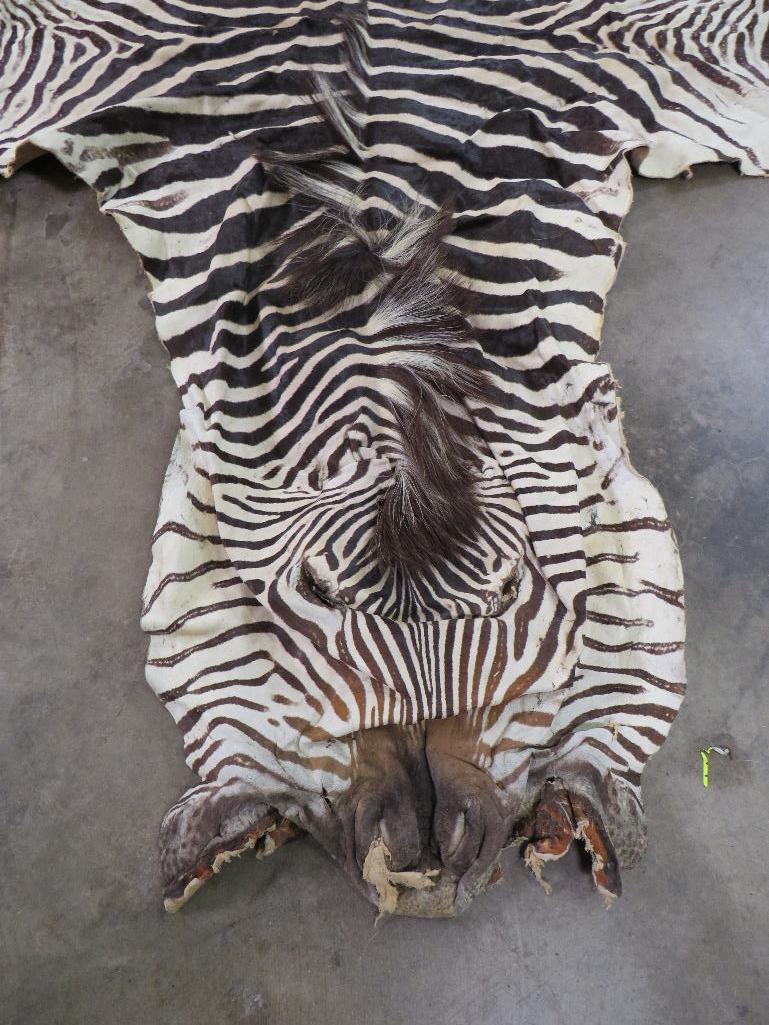 Big Zebra Hide TAXIDERMY