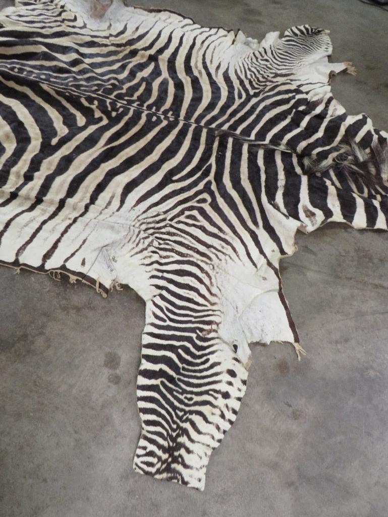 Big Zebra Hide TAXIDERMY