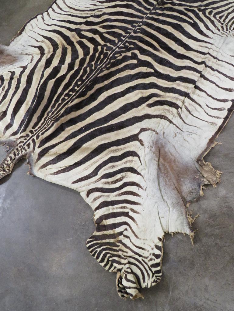 Big Zebra Hide TAXIDERMY