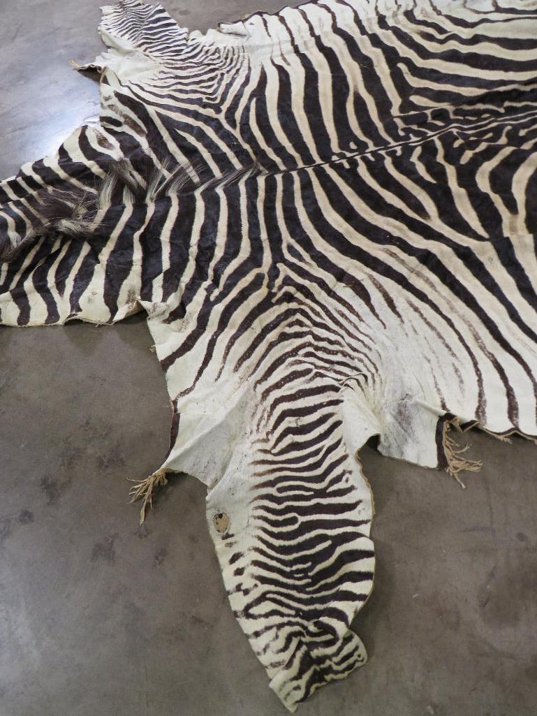 Big Zebra Hide TAXIDERMY