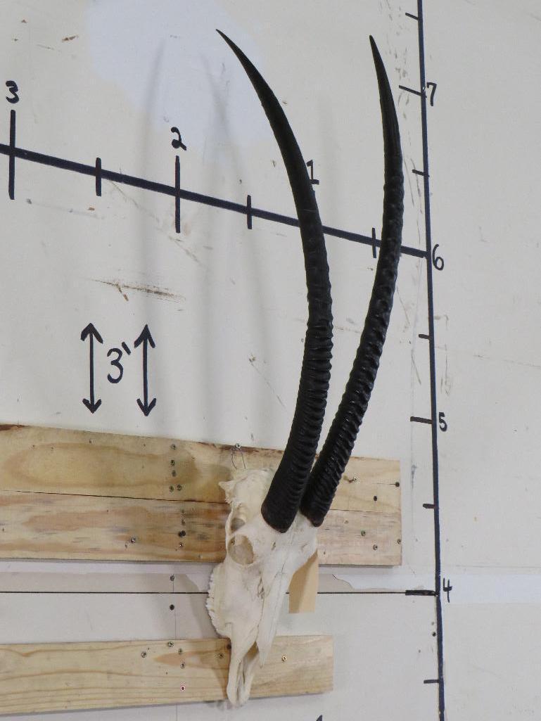 Scimitar Horn Oryx Skull w/All Teeth *TX RES ONLY* TAXIDERMY