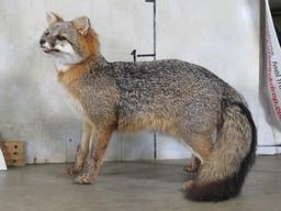 Very Nice Lifesize Standing Grey Fox TAXIDERMY