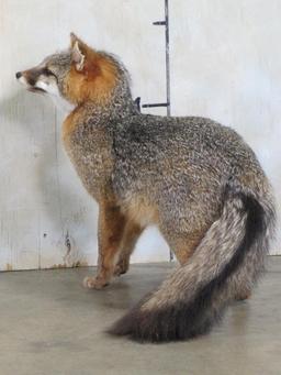 Very Nice Lifesize Standing Grey Fox TAXIDERMY