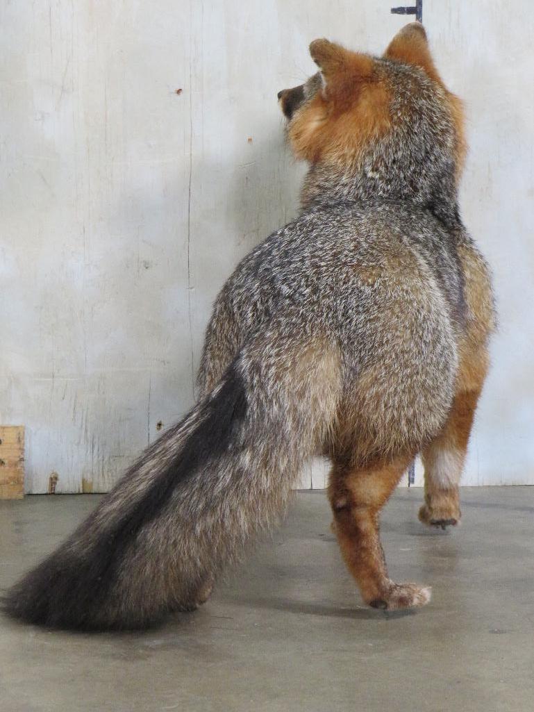 Very Nice Lifesize Standing Grey Fox TAXIDERMY