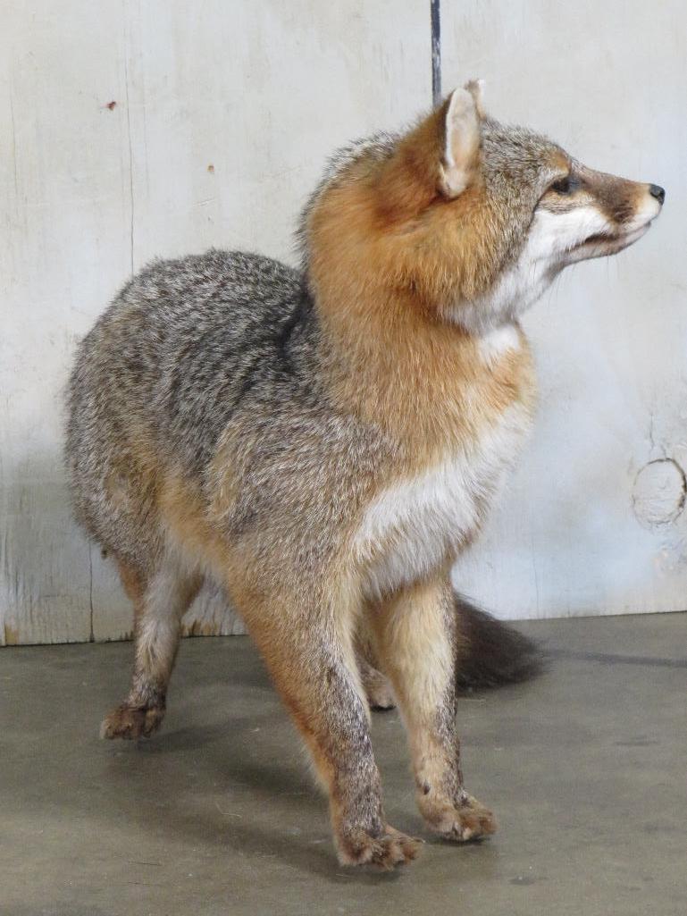 Very Nice Lifesize Standing Grey Fox TAXIDERMY