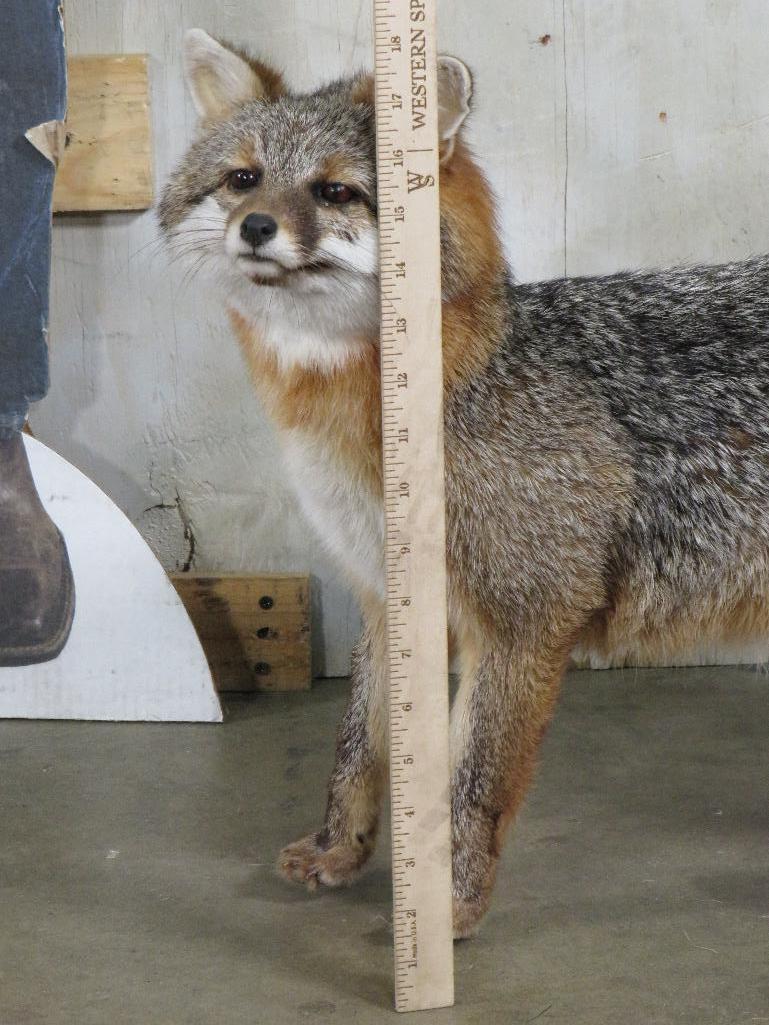 Very Nice Lifesize Standing Grey Fox TAXIDERMY