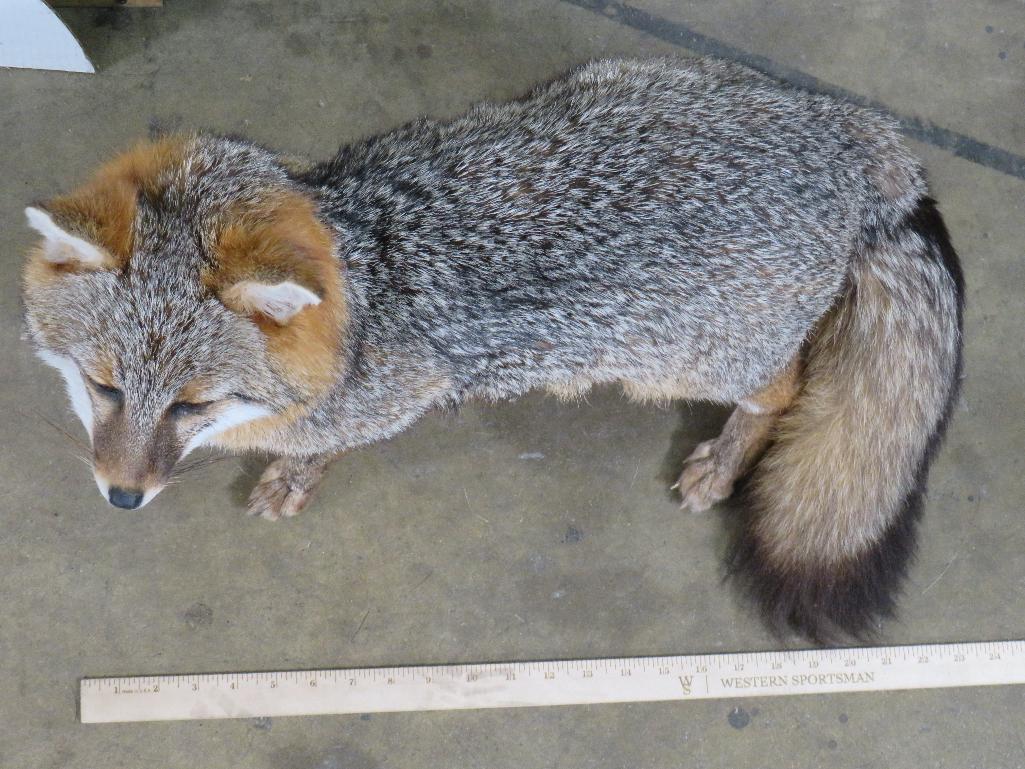 Very Nice Lifesize Standing Grey Fox TAXIDERMY