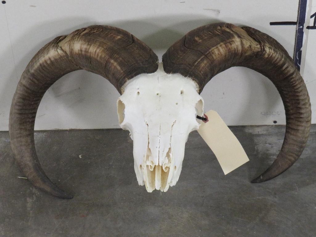 Aoudad Skull TAXIDERMY