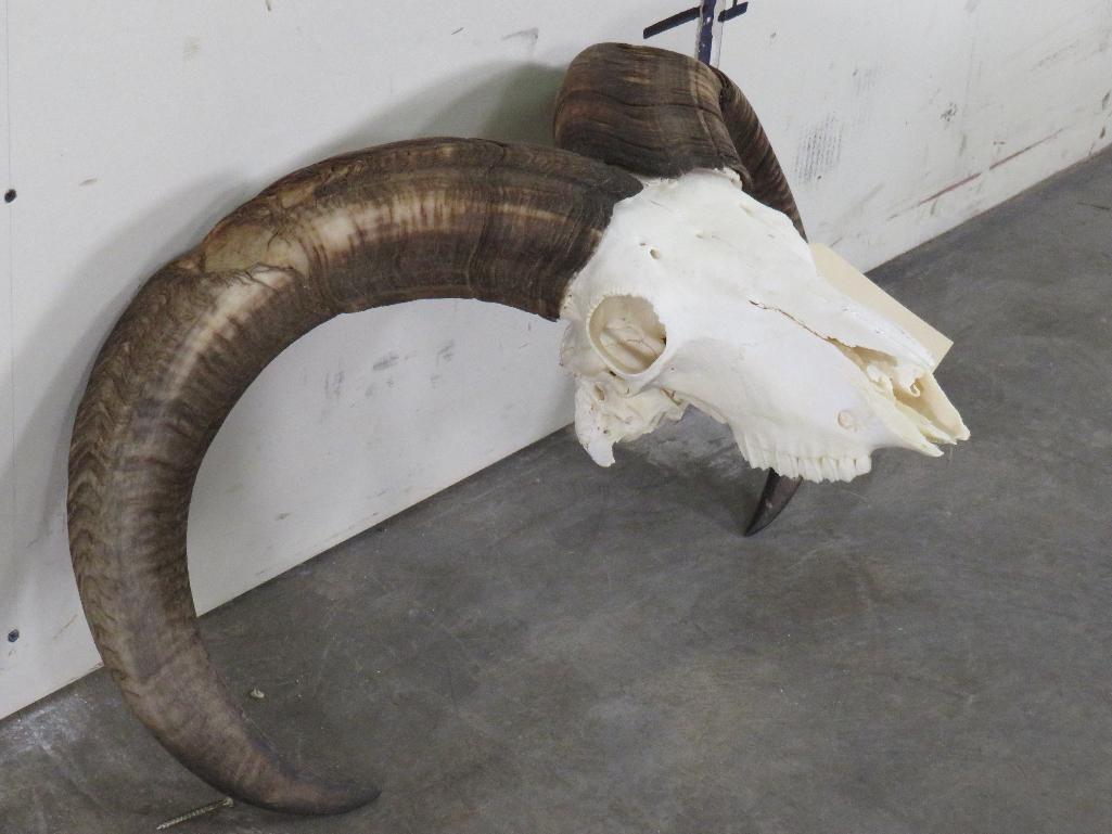 Aoudad Skull TAXIDERMY