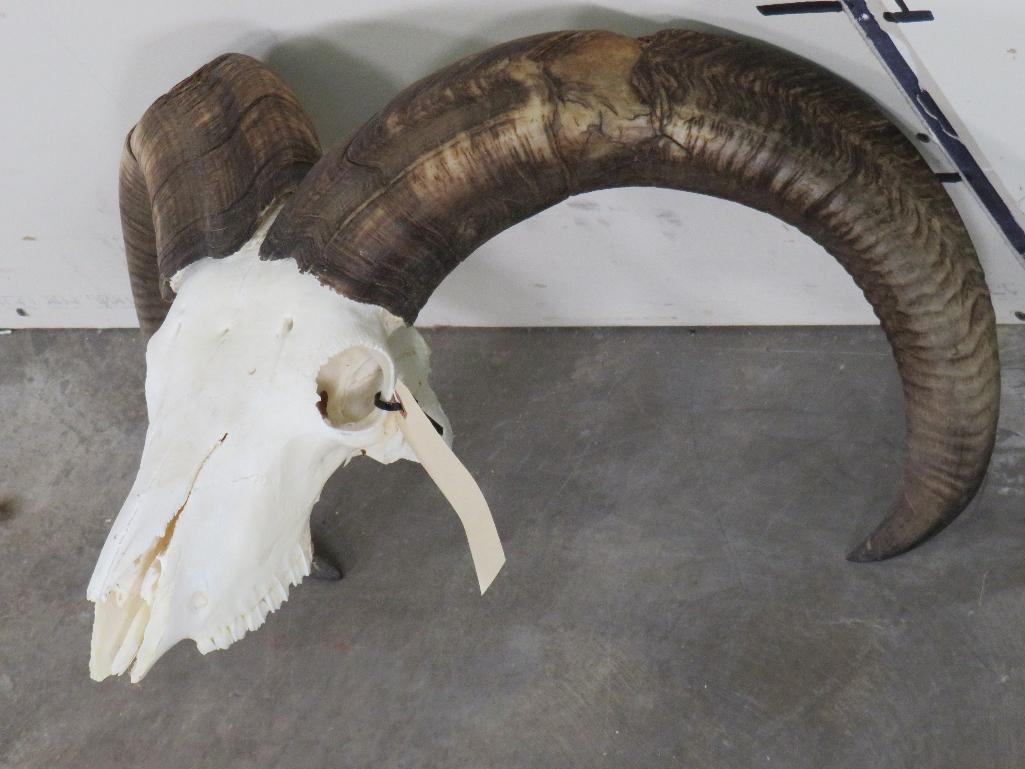 Aoudad Skull TAXIDERMY