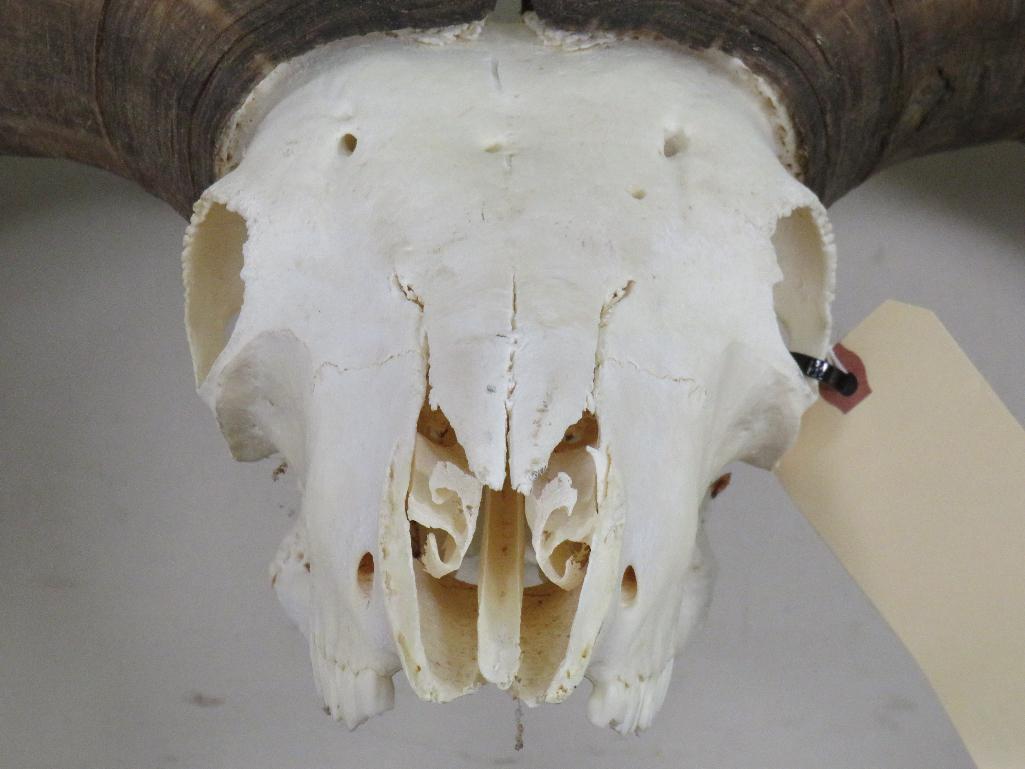 Aoudad Skull TAXIDERMY