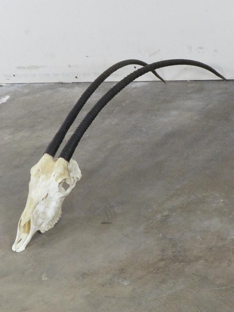 Really Nice Scimitar Horn Oryx Skull w/All Teeth & Long Horns *TX RES ONLY* TAXIDERMY