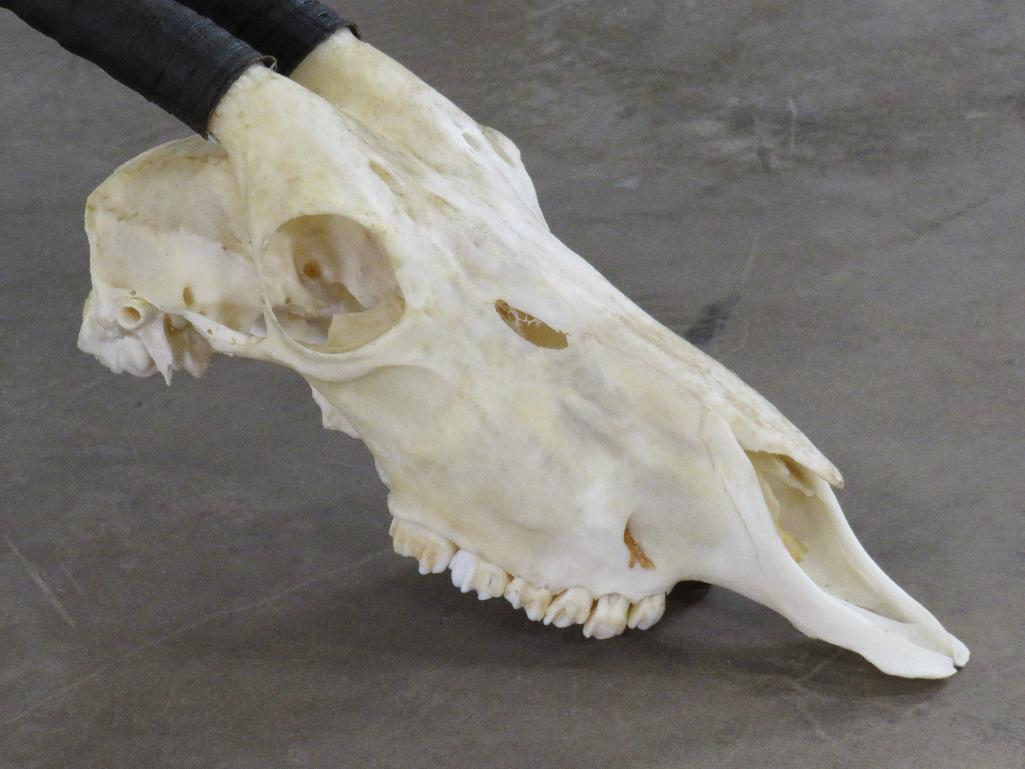 Really Nice Scimitar Horn Oryx Skull w/All Teeth & Long Horns *TX RES ONLY* TAXIDERMY