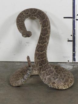 HUGE Lifesize Western Diamond Rattlesnake (Cool Pose) TAXIDERMY