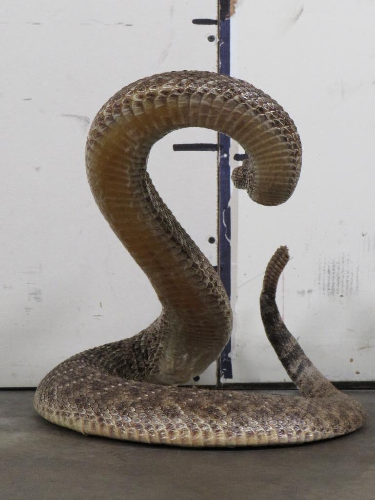 HUGE Lifesize Western Diamond Rattlesnake (Cool Pose) TAXIDERMY