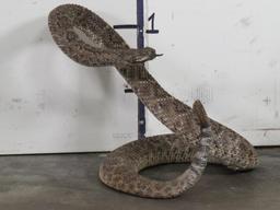 HUGE Lifesize Western Diamond Rattlesnake (Cool Pose) TAXIDERMY