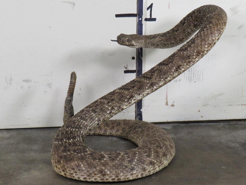 HUGE Lifesize Western Diamond Rattlesnake (Cool Pose) TAXIDERMY