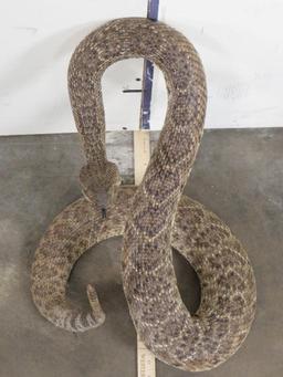 HUGE Lifesize Western Diamond Rattlesnake (Cool Pose) TAXIDERMY