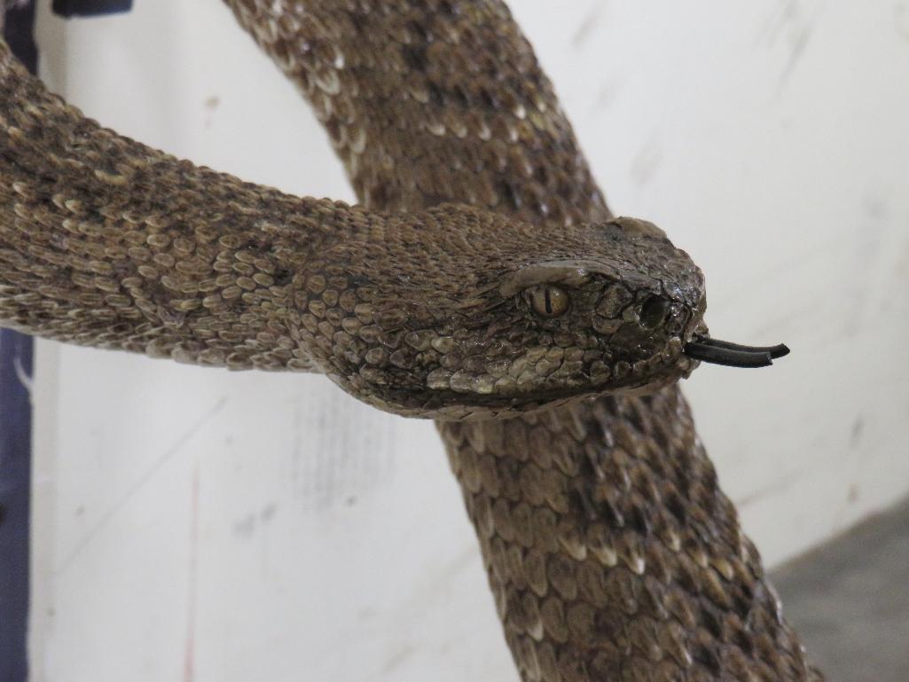 HUGE Lifesize Western Diamond Rattlesnake (Cool Pose) TAXIDERMY