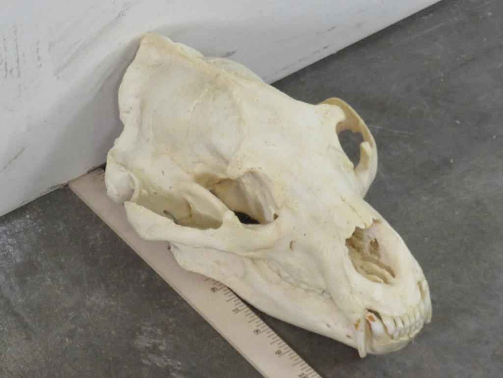 Very Nice Brown Bear Skull w/All Teeth, Wired Jaw & Hanger TAXIDERMY