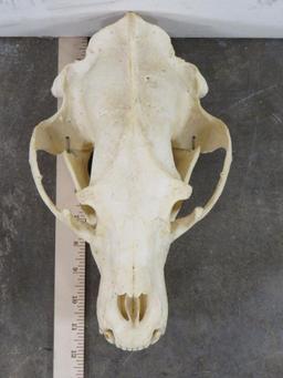 Very Nice Brown Bear Skull w/All Teeth, Wired Jaw & Hanger TAXIDERMY