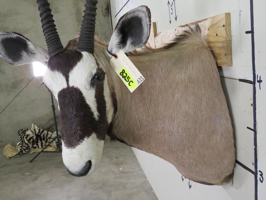 Gemsbok Sh Mt w/Removable Horns TAXIDERMY