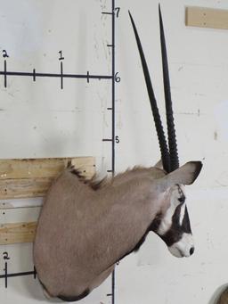 Gemsbok Sh Mt w/Removable Horns TAXIDERMY