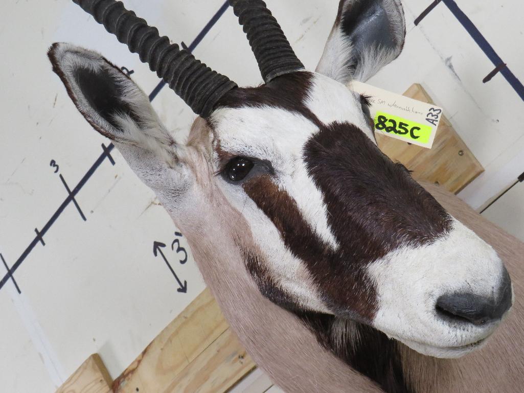 Gemsbok Sh Mt w/Removable Horns TAXIDERMY