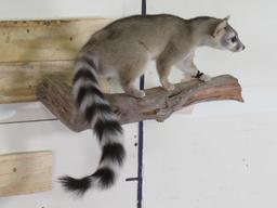 Very Nice Lifesize Ringtail Cat on Branch TAXIDERMY