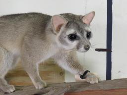 Very Nice Lifesize Ringtail Cat on Branch TAXIDERMY