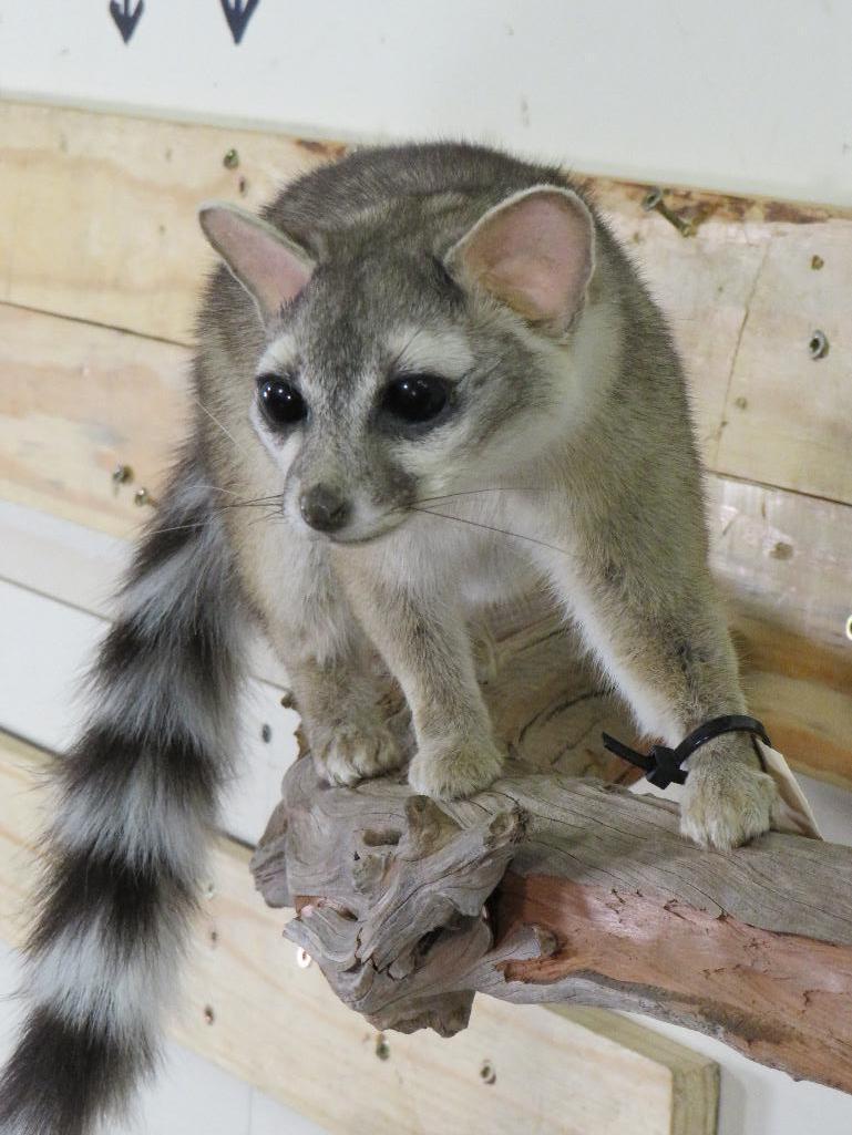 Very Nice Lifesize Ringtail Cat on Branch TAXIDERMY